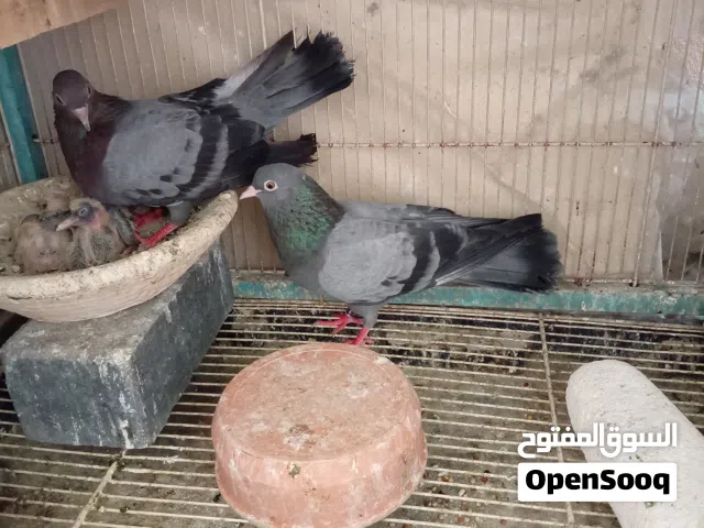 زوج صنعاني صوت ناعم