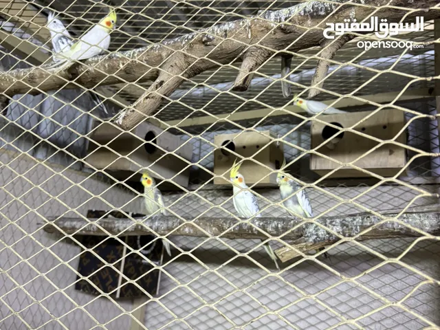 ثلاث ازواج كوكتيل