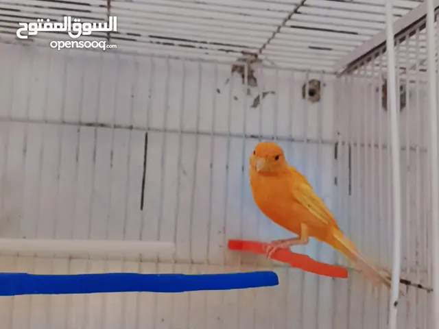 فحل ابو فراخ