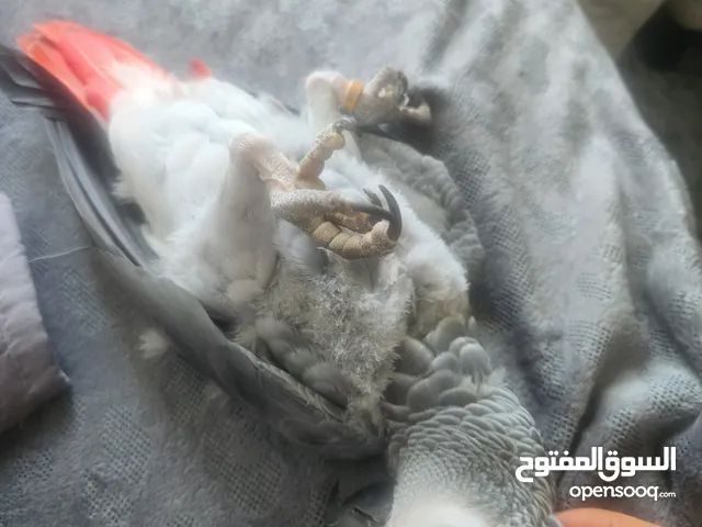 African Gray parot