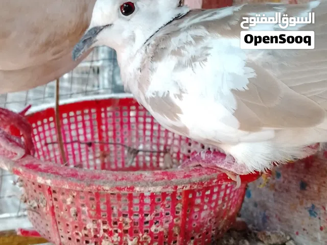 طيور قمري  للبيع