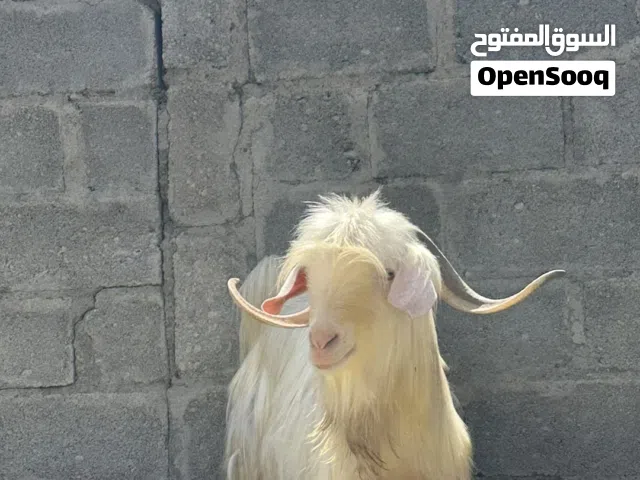 تيس مده وشور