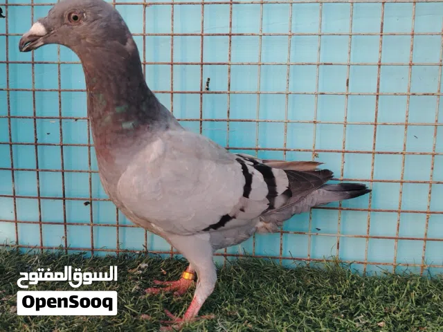 حمام اكزبيشن بلو بار