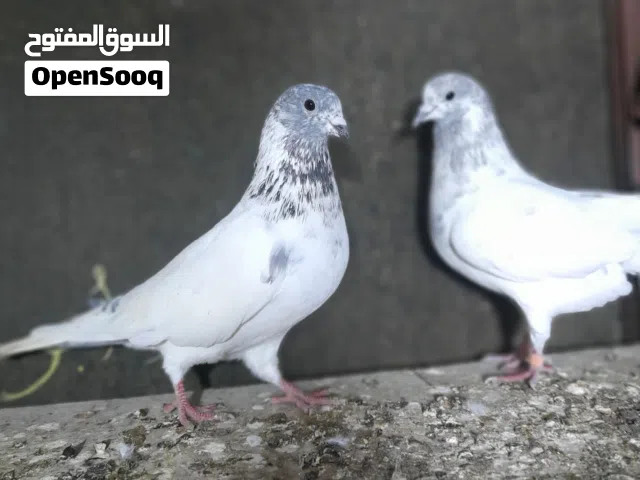 طواير شغاله