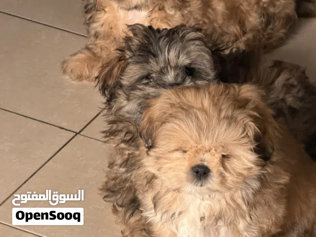 كلاب للتبني نثيتين و ذكر  Two female one male four months old ليس مطعمين