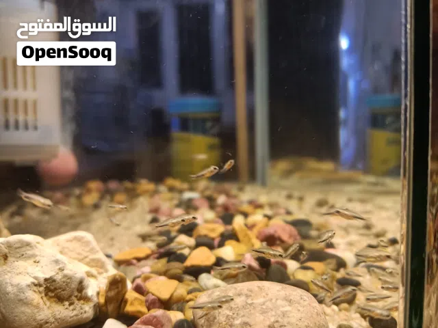 السلام عليكم سمك Red Jewel Cichlid أقرا وصف
