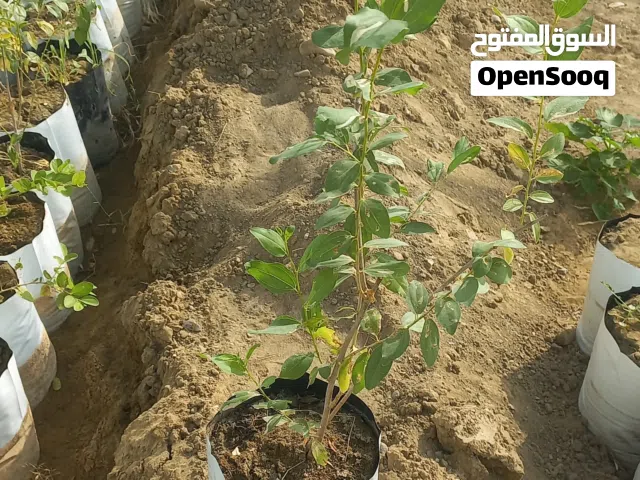 سدر محلي شتلات كبار