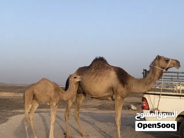 ناقه درعيه تحتها قعود ماشاءالله