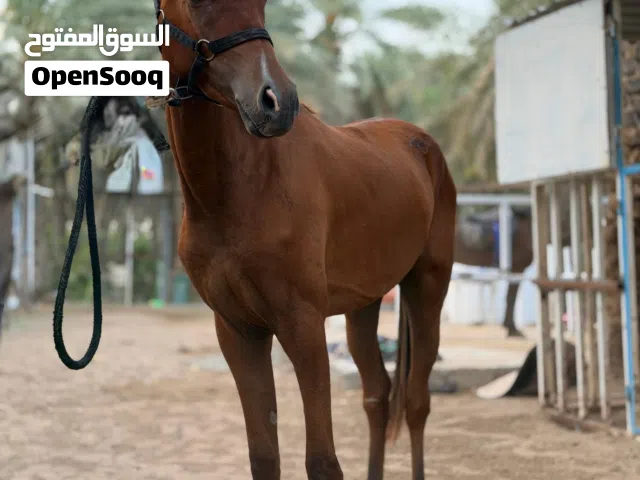 للبيع مهر عربي اصيل  بدون اصابات