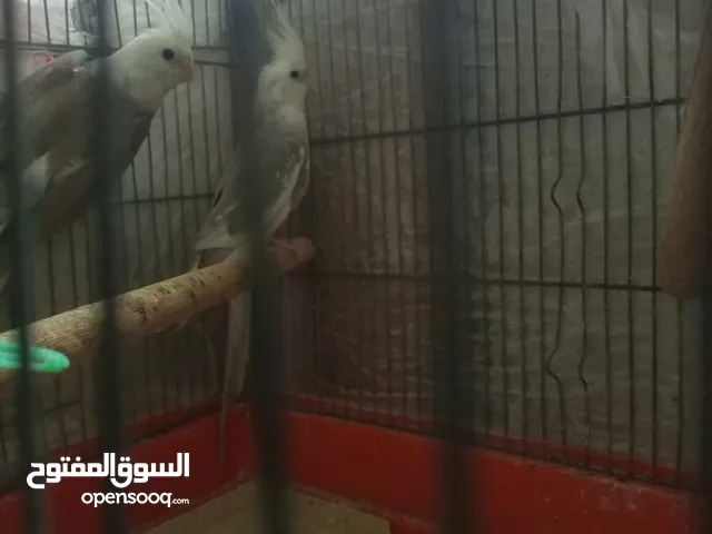 جوزين كوكتيل منهم جوز وايت فيس شغالات صحة ونظافة