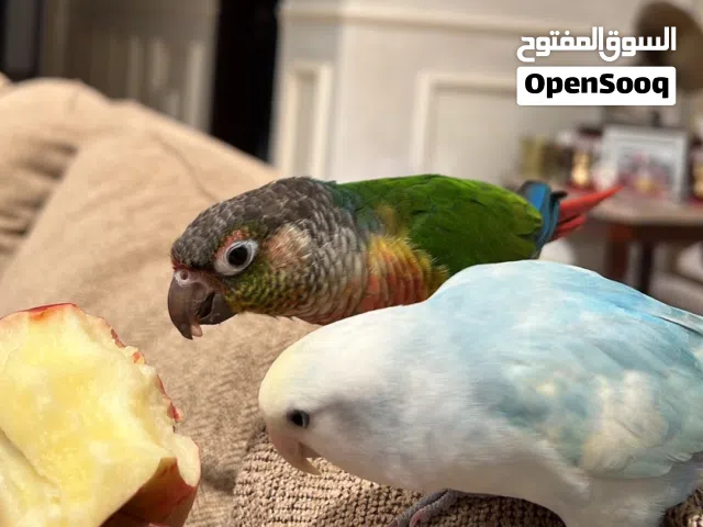 ببغاء روز و كنيور