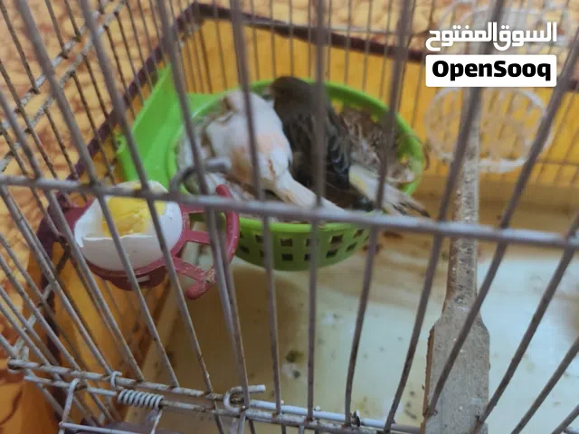 كناري زوج جواهن بيض للبيع اقره الوصف
