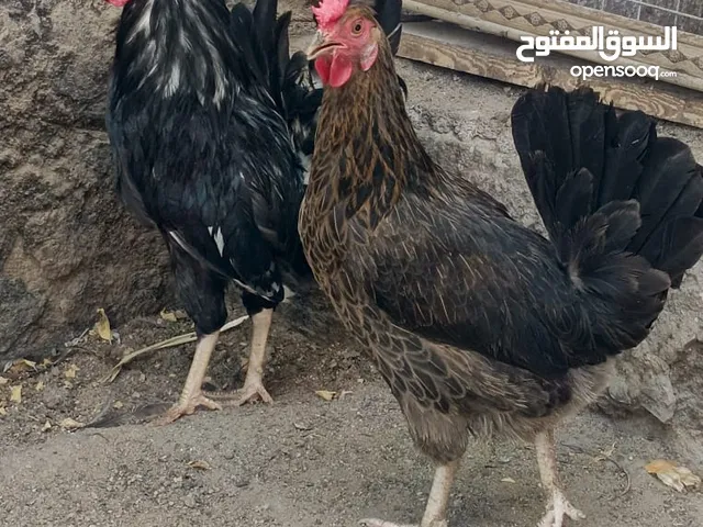 دجات افرك ترث كويتي كحالي ماخذ جميع القاحات دجاجتين وديج صح ونضافه بفضل الله
