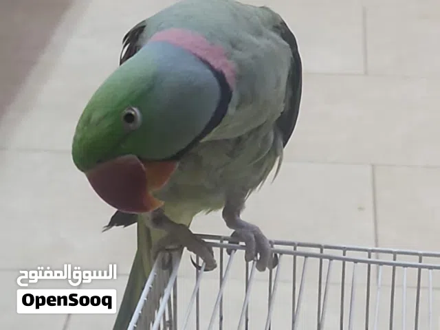 بغباء نيبالي ذكر بصحه حيده