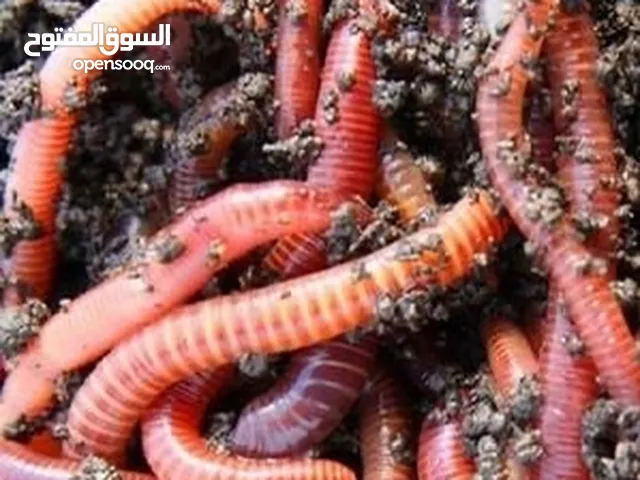 دودة ارض لصناعة سماد النبات