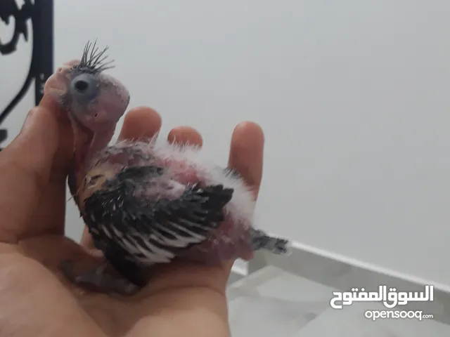 للبيع فرخ كوكتيل ويت فيس
