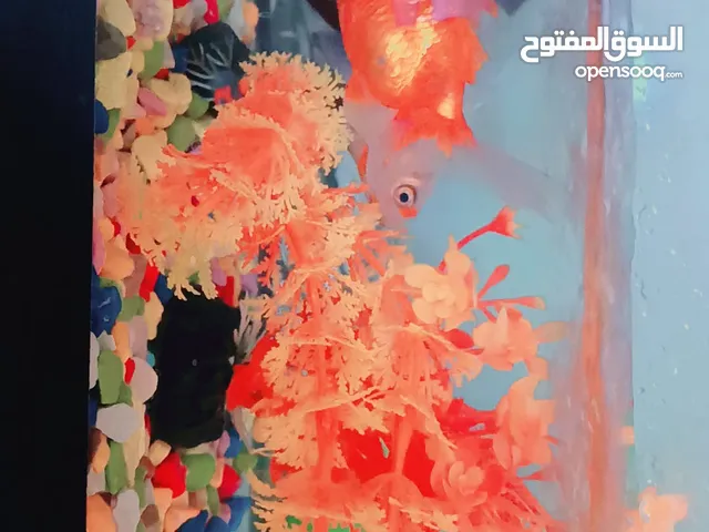4 سمكات مع حوض 60×20 مع فلتر أمريكي