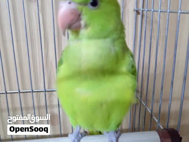 ببغاء اليف دره أخضر للبيع صغير بالعمر