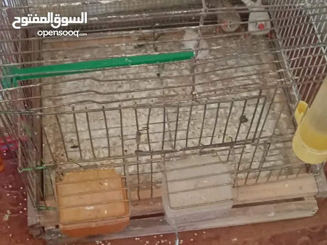 متاح بفضل الله مجموعه عصافير 5 جواز حب جوز هوقو رومو والانثى رينبو جوز هوقو رومو جوز كوكتيل