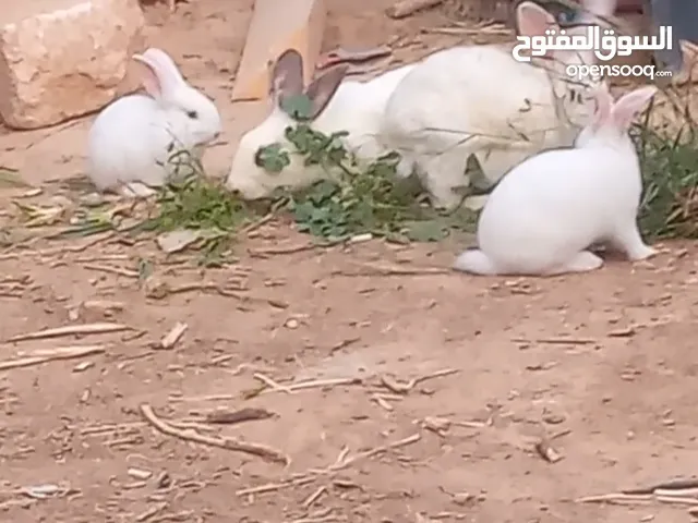 جرواي أرانب للبيع