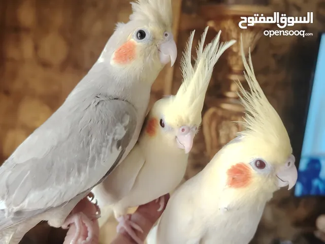 كوكتيل متدرب