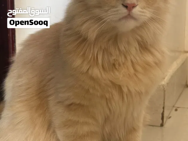 قط شيرازي للبيع