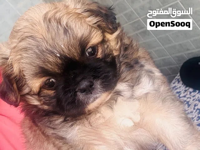 جرو- كلب بيكنواه للبيع