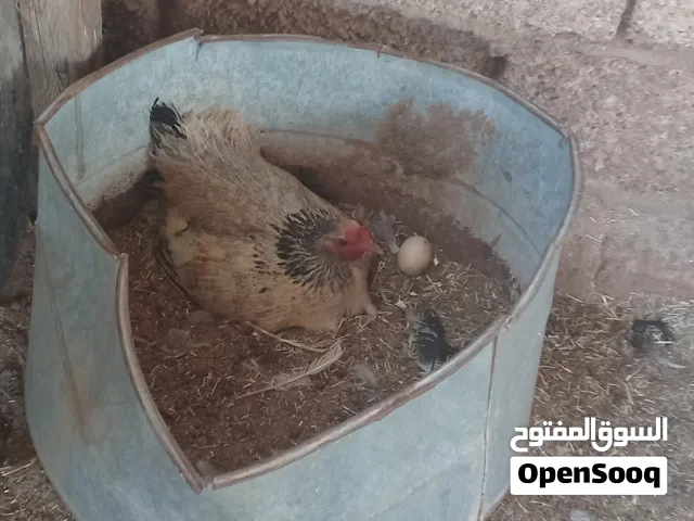 دجاجة عربيه تحتها تلات افروخ واحد هجين لمبرجيني