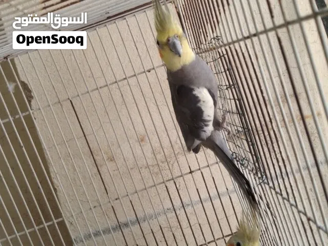 طيور كوكتيل (كروان) نظيفة وصحة ممتازة للبيع