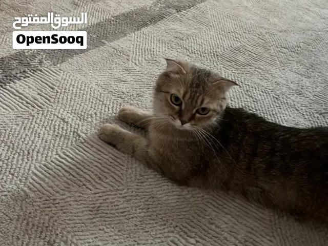قطوه للتبني