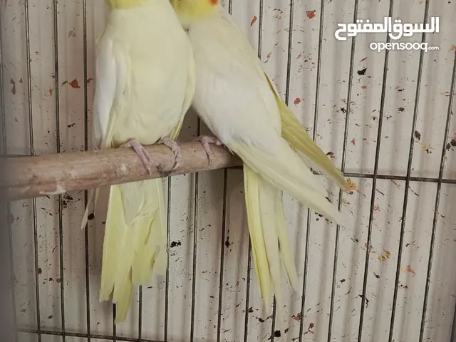 جواز كوكتيل منتجه (البينو، لاتينو، وايت فيس، حبشي) فراخ كوكتيل اليف