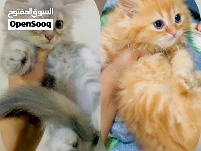 بيع قطط شيرازي