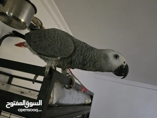 للبيع ببغاء كاسكو أفريقي انتاج الكويت عمره حوالي 9 شهور يتكلم وعمره صغير يتعلم الكلام بسرعة