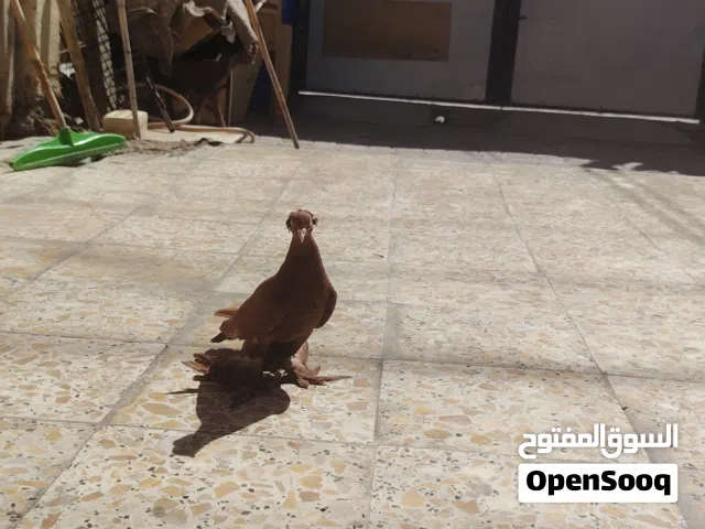 حمام راعبي اصلي احمر خط اول هنة 3