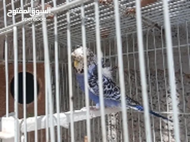 بقلينو انثي