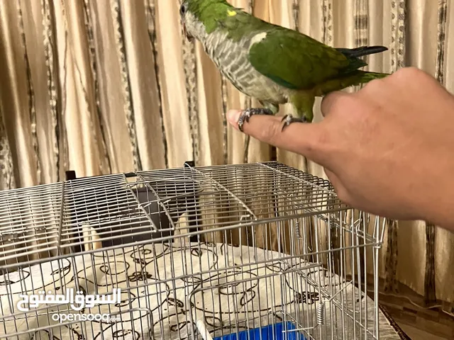 ببغاء كويكر ذكر