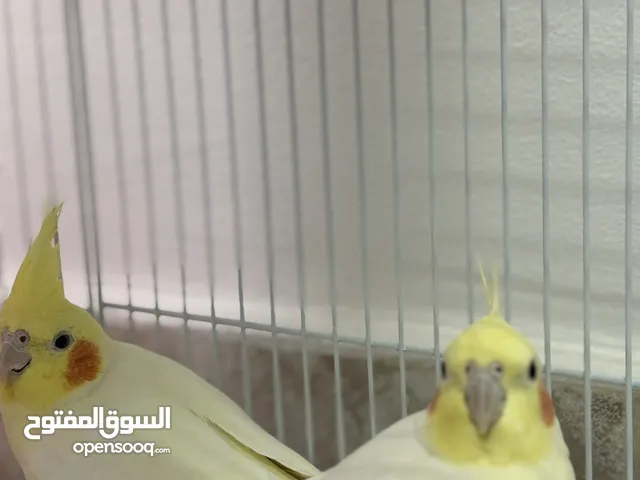 للبيع زوج كوكتيل (الايفات) – جاهزات للإنتاج
