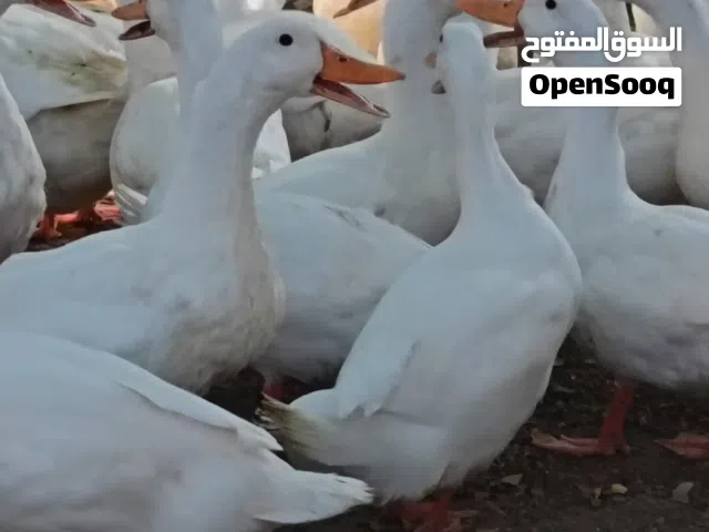 بط صيني للبيع ابيض ختلص