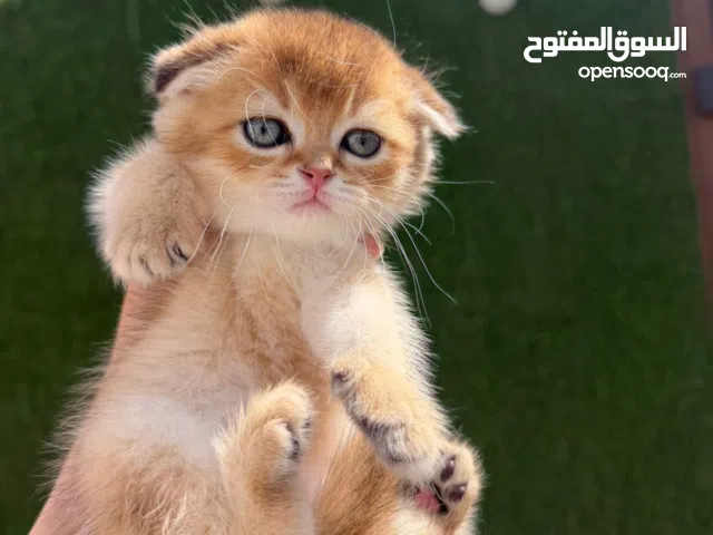 قطط سكوتش فولد ny11