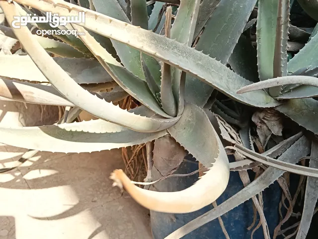صبار بلدي اصلي