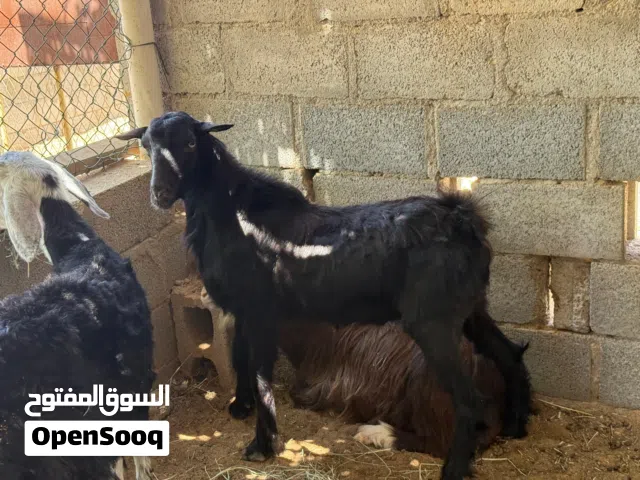 للبيع تيس أسود يصلح اضحية + صخلان + غنمة بأسعار طيبة