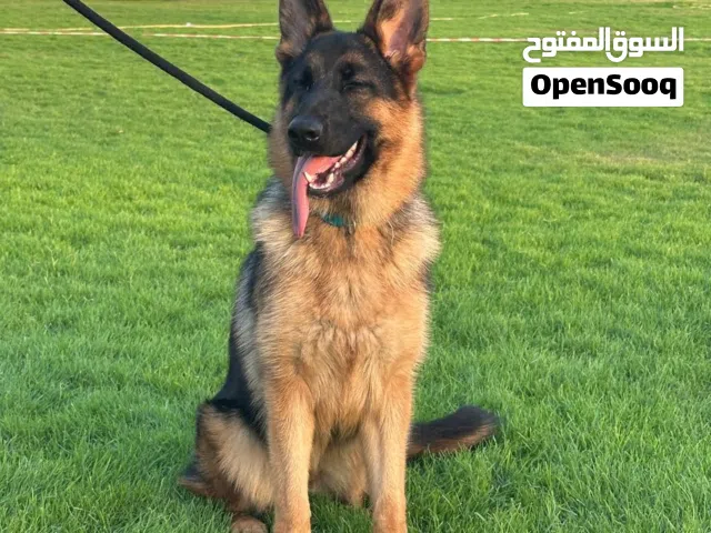 نثيه جيرمن مدربه