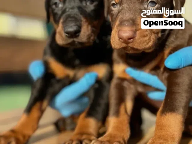 جراء دوبرمان للحراسه ...جميع المطاعيم ومتوفر جميع مستلزماته