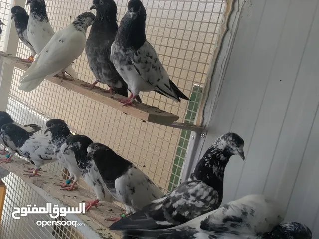 حمام باكستاني
