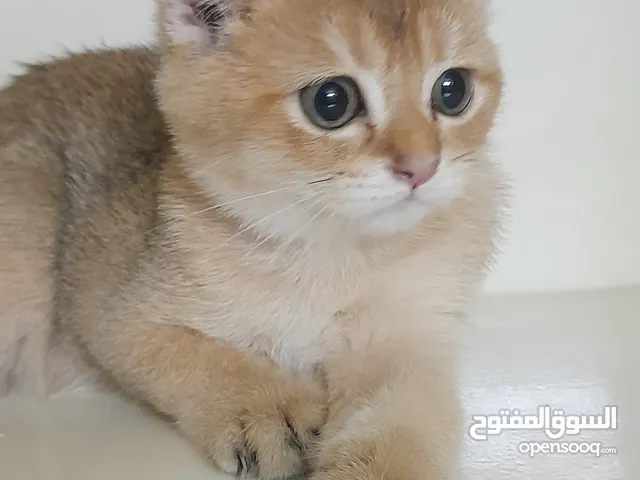 قط اسكوتش استريت ذكر جولد