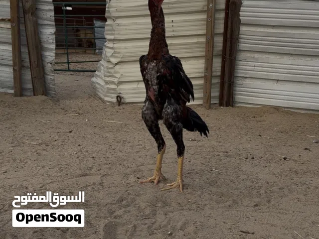 فرخ هندي صعبب