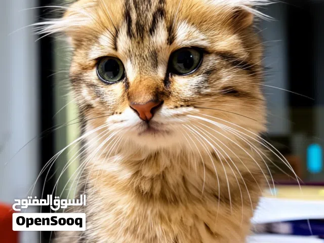 ثلاث بسس شوف اللي يعجبك، مكس Turkish angora + Scottish fold