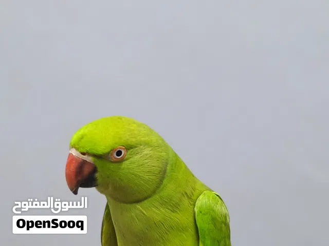 بغبغاء دره أليف