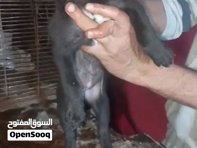 جروايه مالينو