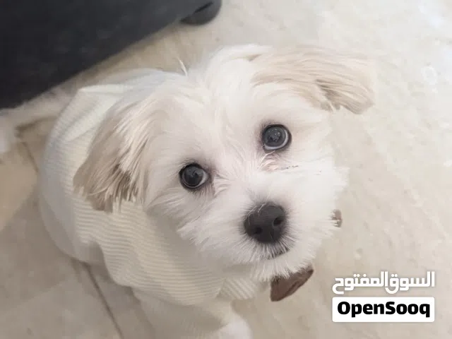 مالتيز بيور